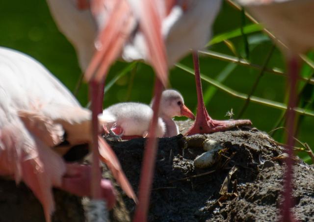 Jungtier Flamingos