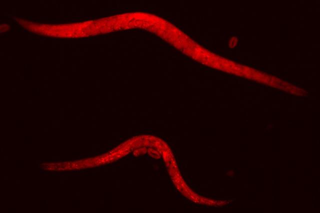 Fadenwürmer zeigen, wie Nahrungsmangel die nächste Generation prägt