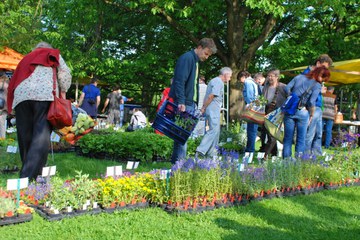 Raritäten für Garten und Balkon am Zierpflanzenmarkt