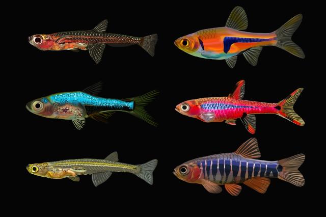 Mehr als nur klein: Winzige Fische haben überraschend oft auch ein kleines Erbgut Mehr als nur klein: Winzige Fische haben überraschend oft auch ein kleines Erbgut