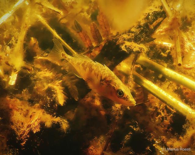 Evolutionärer Heimvorteil: Studie enthüllt überraschend lokale Anpassung Evolutionärer Heimvorteil: Studie enthüllt überraschend lokale Anpassung
