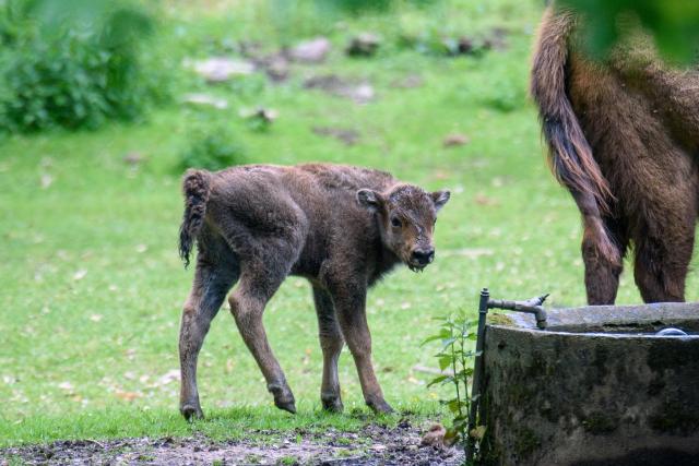 Jungtier Wisent 2026