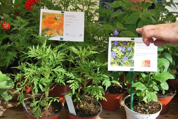 Raritäten für Garten und Balkon am Zierpflanzenmarkt