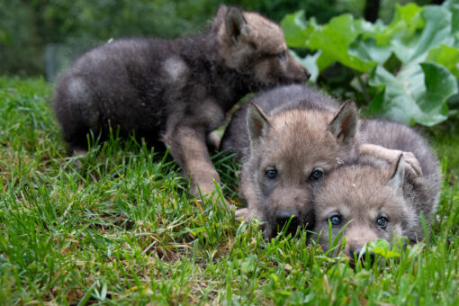 Uni Neuchâtel dokumentiert Wolfswelpen im Tierpark Bern erstmals über Jahre